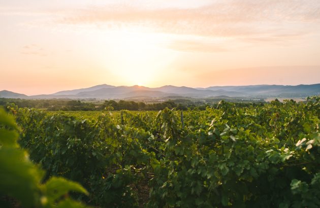 Château Sainte Marguerite hails ‘refined and harmonious’ 2025 vintage