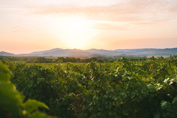 Château Sainte Marguerite hails ‘refined and harmonious’ 2025 vintage