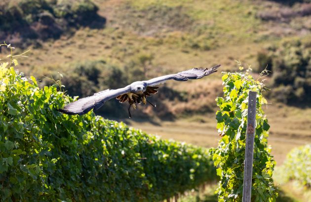 Rathfinny introduces falcon patrols and new picking system for record 2025 harvest