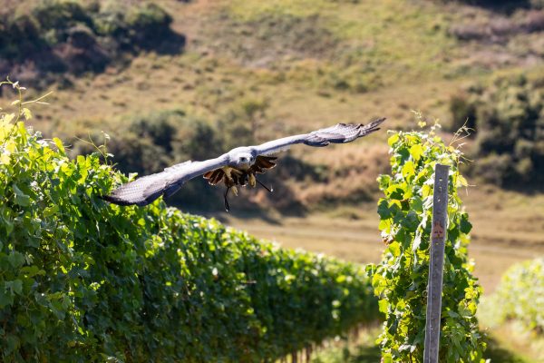 Rathfinny introduces falcon patrols and new picking system for record 2025 harvest