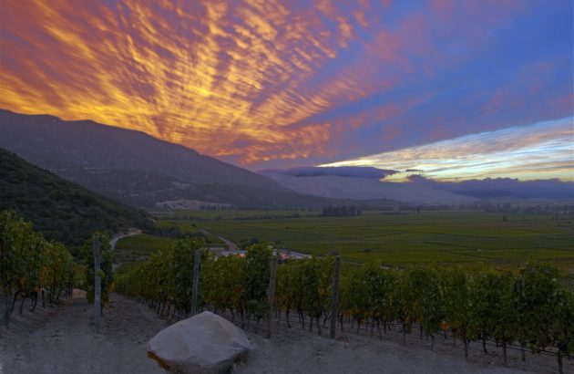 Apalta DO: Chile’s hidden treasure in Colchagua Valley