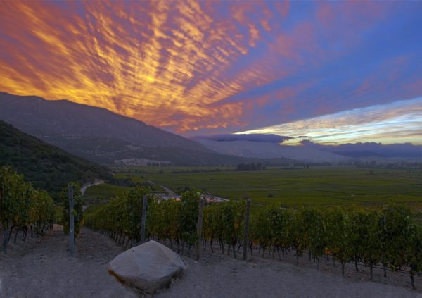 Apalta DO: Chile’s hidden treasure in Colchagua Valley