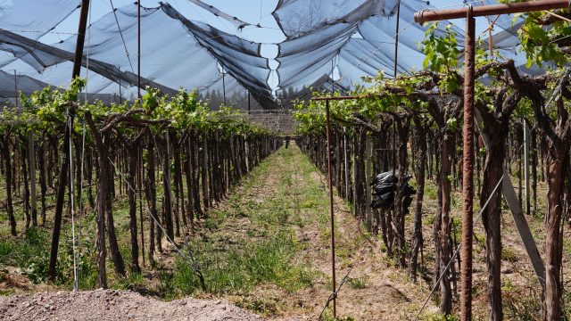 Vinexpo Explorer Mendoza 2025