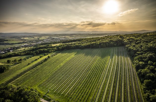 Sing Gloria: the remarkable vineyard behind a competition champion