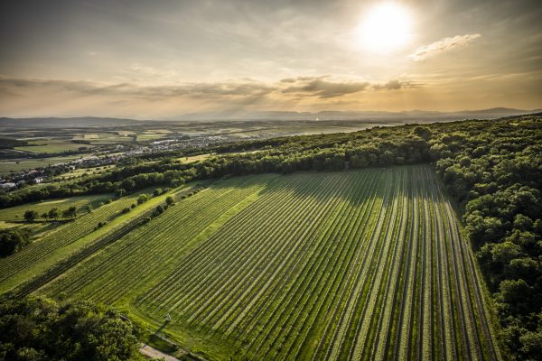 Sing Gloria: the remarkable vineyard behind a competition champion