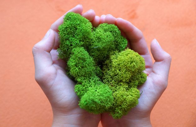 The Drinks Business Green Awards shortlist 2025