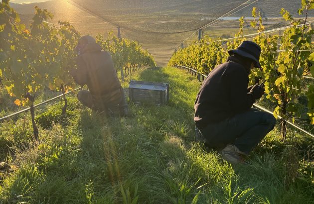 Why New Zealand’s Sato Wines is quiet about its ‘natural wine’ identity