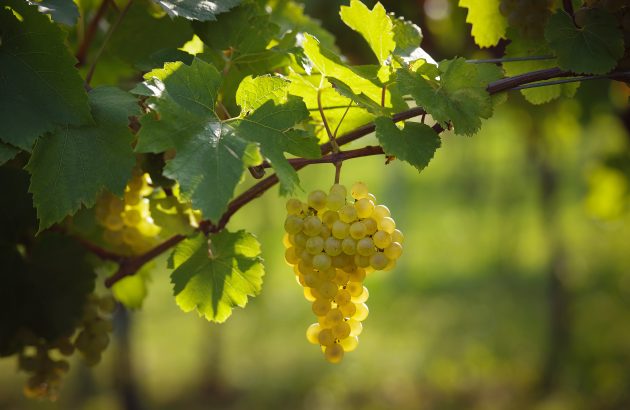 The terroirs behind Chardonnay’s success in Austria