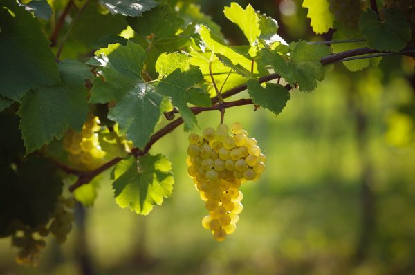The terroirs behind Chardonnay’s success in Austria