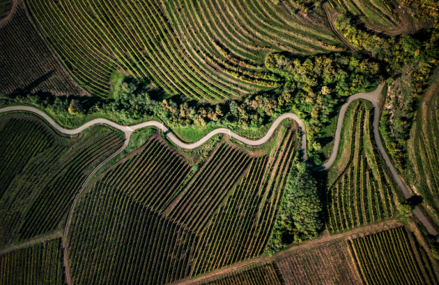 Wines of Hungary renews campaign in China and South Korea