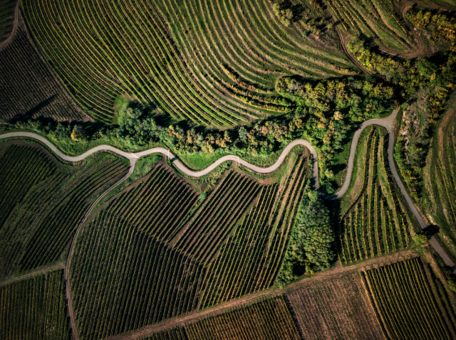 Wines of Hungary renews campaign in China and South Korea