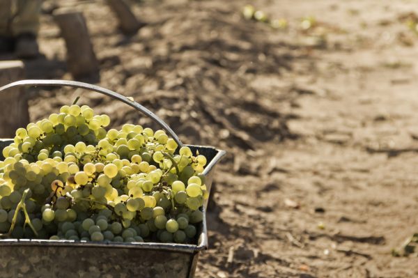 Simpson’s to dedicate 60% of its grapes towards English still wines