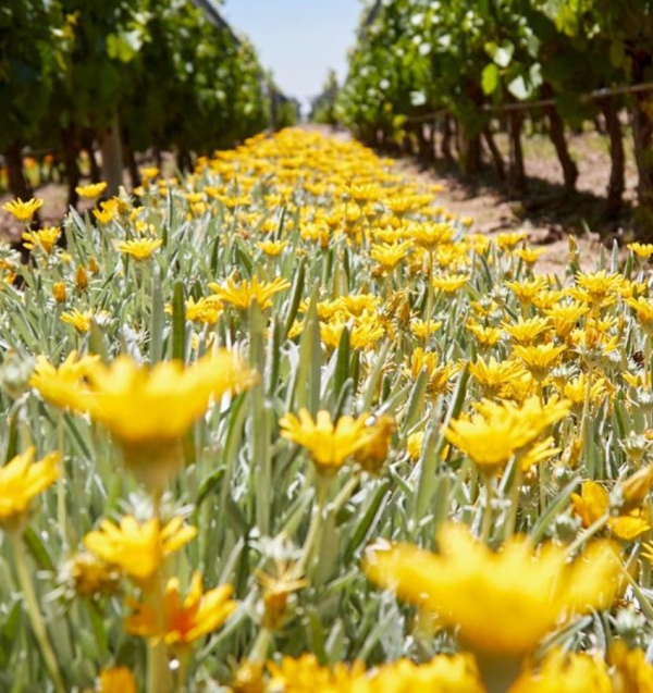 Why ‘flower-power’ is key to fine wine from Argentina
