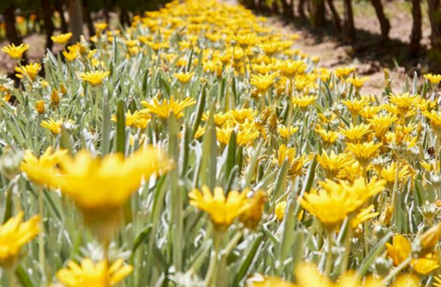 Why ‘flower-power’ is key to fine wine from Argentina