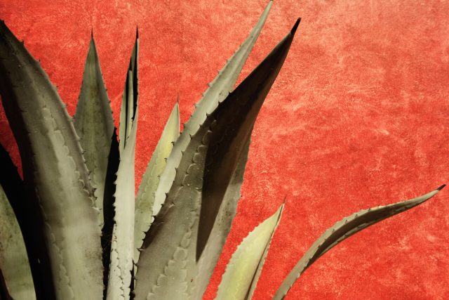 Diageo has moved to dismiss a Florida class action alleging its Don Julio and Casamigos Tequilas contain non-agave alcohol. In its filing, the company likened the plaintiffs’ testing theory to “someone claiming the earth is flat because he saw a test result somewhere that says his neighbour’s backyard is level.”