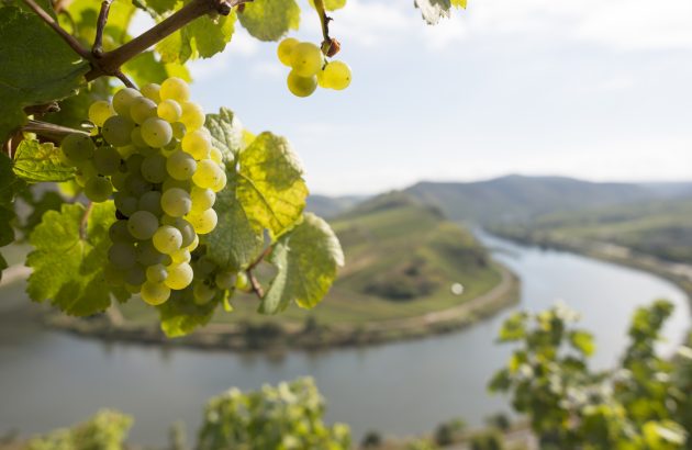 Final Call for Entries: The Global Riesling Masters 2025