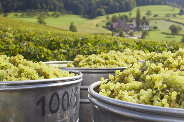 Germany braces for smallest harvest since 2010