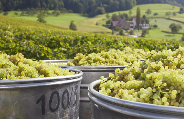 Germany braces for smallest harvest since 2010