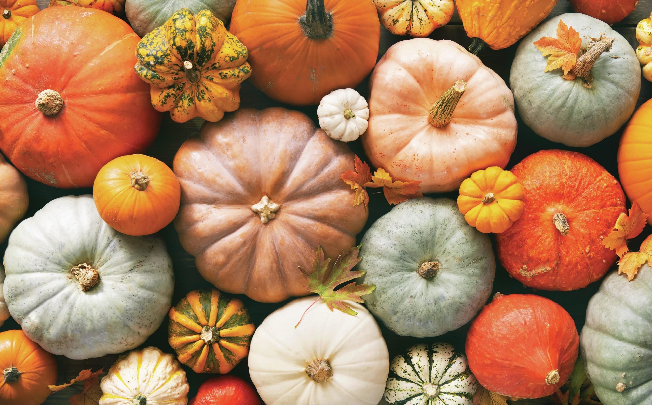 All the medallists from The Autumn Masters 2025