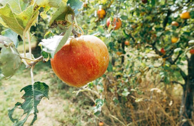 ‘Excellent’ fruit harvest to produce ‘exceptional quality ciders’
