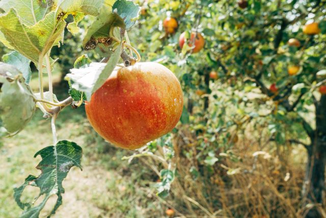 The quality of this year’s fruit harvest is “full of promise for next year’s ciders”, according to the National Association of Cider Makers (NACM).
