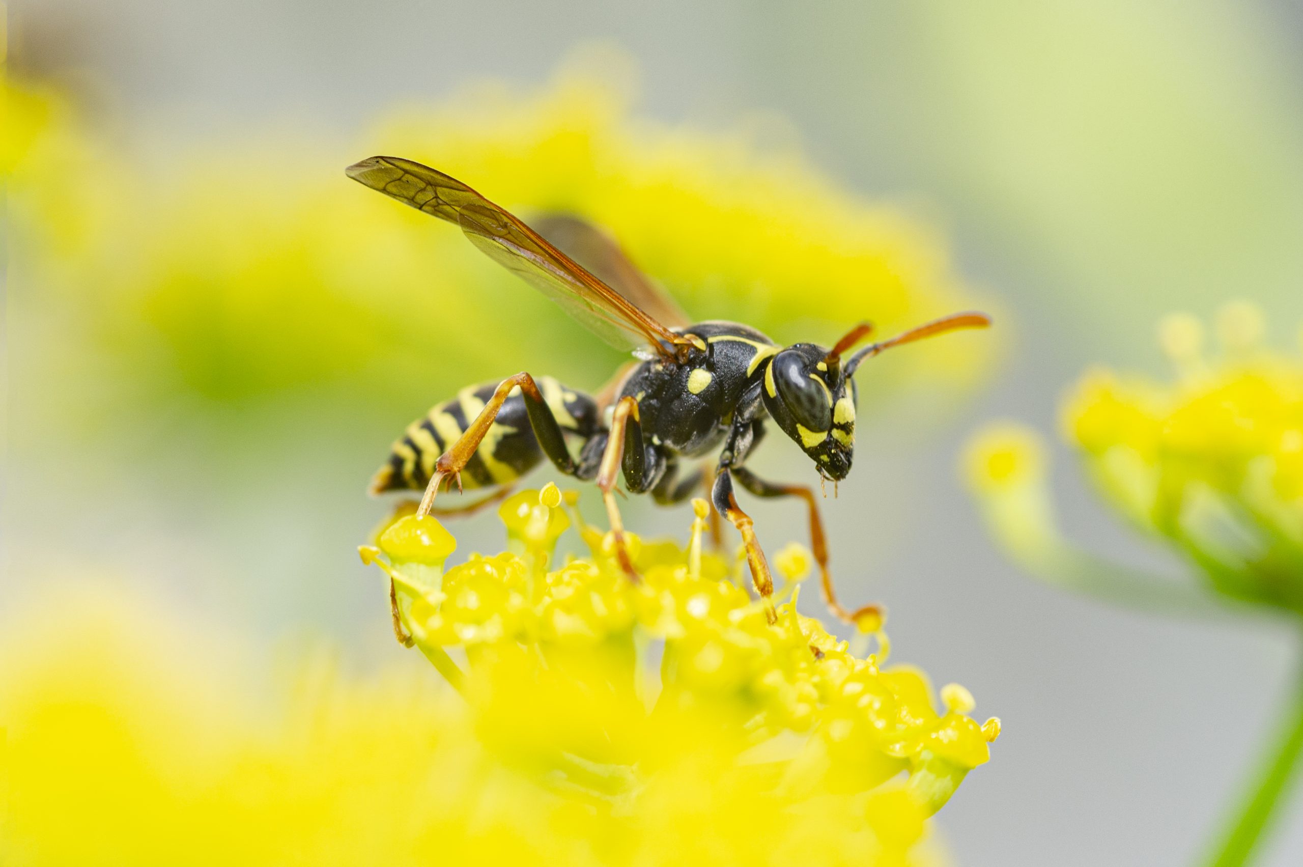 Alentejo 'transformed' by WASP programme