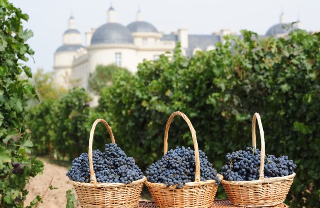 Lenz Moser hails Ningxia 2025 harvest ‘a perfect vintage’