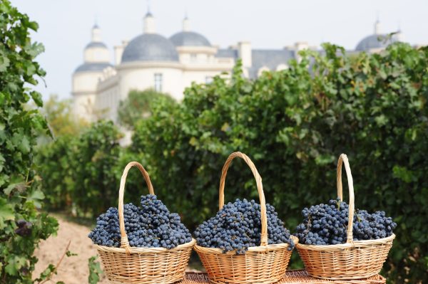 Lenz Moser hails Ningxia 2025 harvest ‘a perfect vintage’