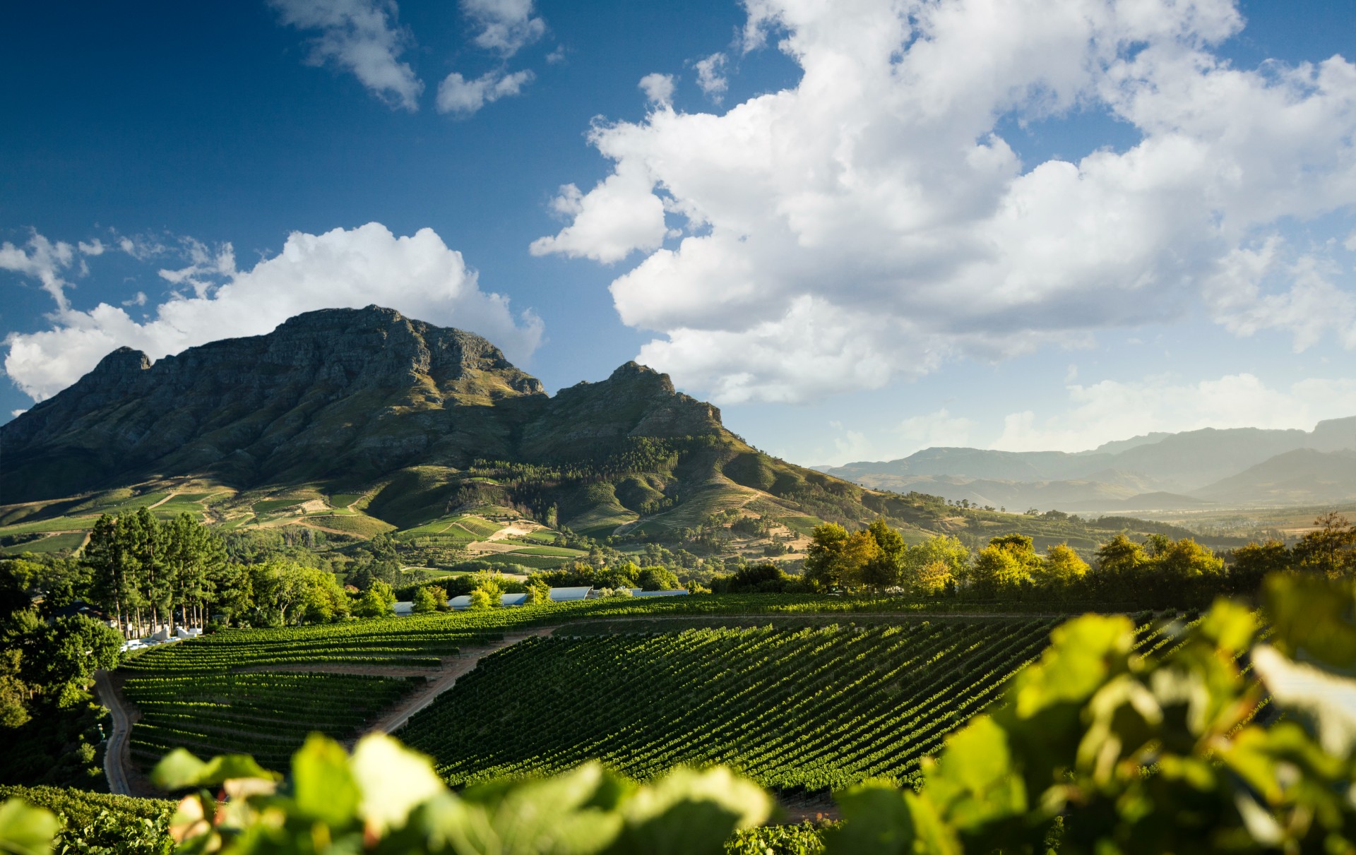 How Chardonnay Association of South Africa is changing perceptions