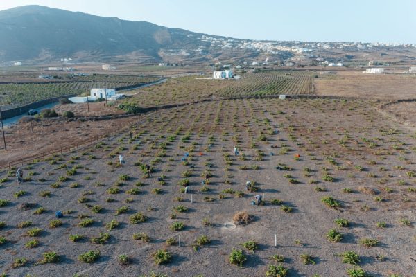 Kir-Yianni acquires Santorini estate Domaine Sigalas