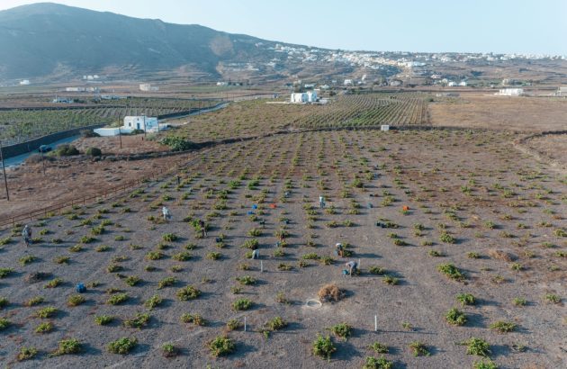Kir-Yianni acquires Santorini estate Domaine Sigalas