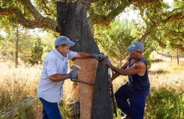 Cork Supply achieves B Corp certification