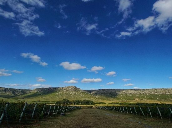 Balcarce: what you need to know about Argentina’s fledgling wine region