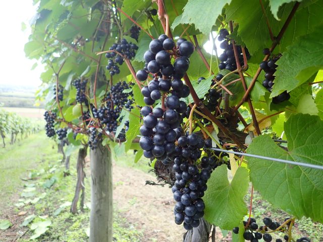 The grape no one outside this Japanese prefecture has ever heard of