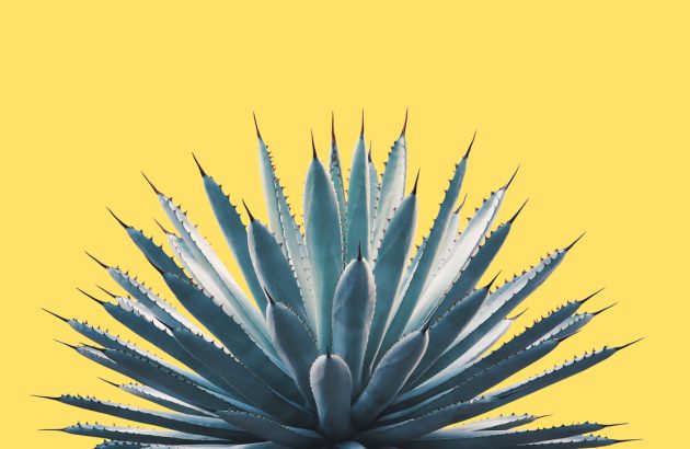 Diageo moves to dismiss ‘implausible’ 100% agave Tequila lawsuit