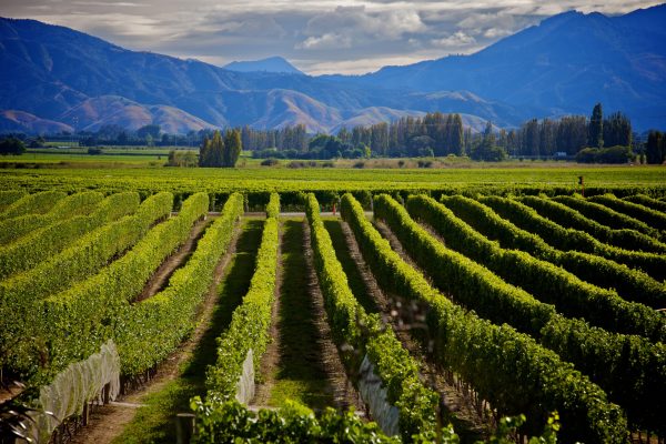 Classic New Zealand Wine Trail gets NZ$991k in tourism push