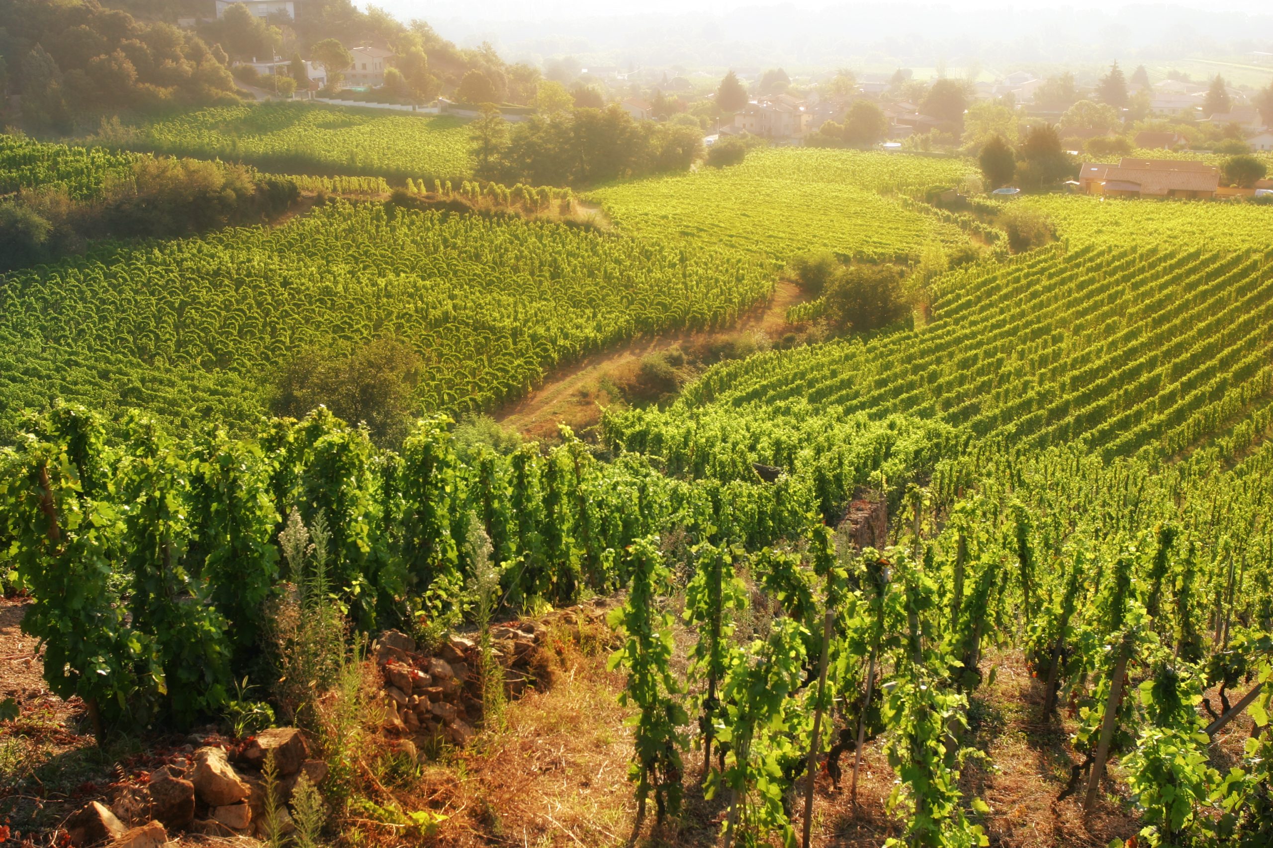 thedrinksbusiness.com - Amelie Maurice-Jones - France ploughs &#8364;130m into uprooting vines