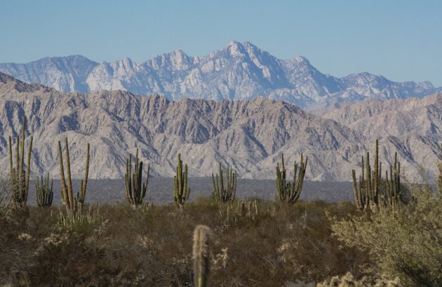 Mezcal moves into the spotlight as demand climbs