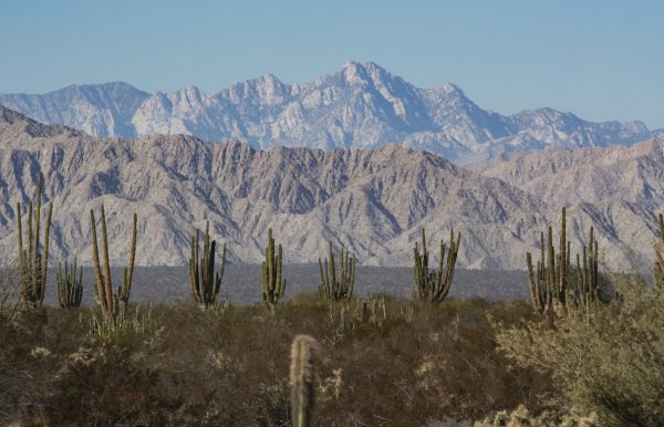 Mezcal moves into the spotlight as demand climbs