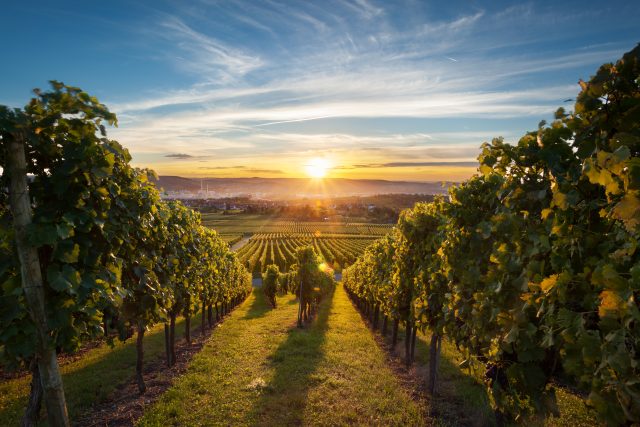 2025 global wine production up 4%