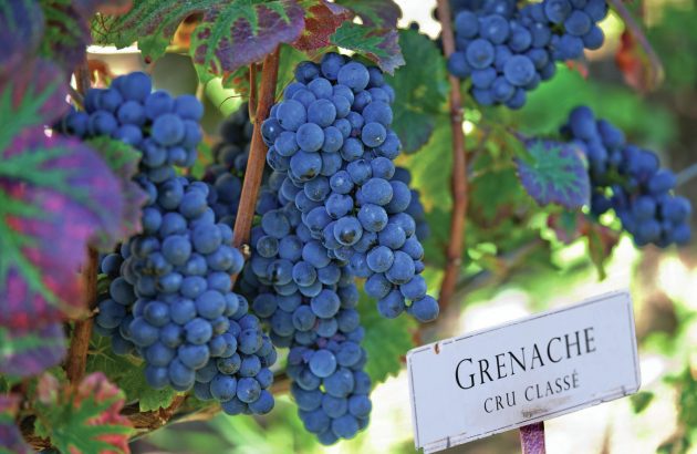 All the medallists from The Global Grenache Masters 2025
