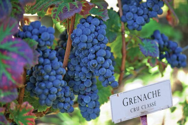 All the medallists from The Global Grenache Masters 2025