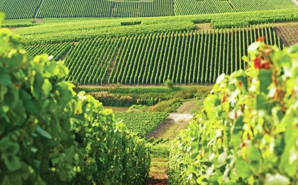 All the medallists from The Global Chardonnay Masters 2025