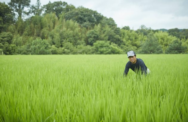 Tradition and support offer solutions to Japan’s rice crisis