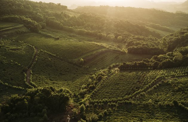 Welcome to Brazil’s valley of the vineyards