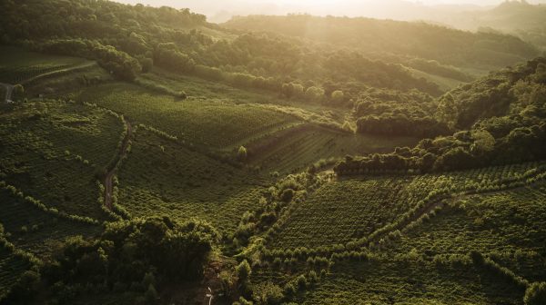 Welcome to Brazil’s valley of the vineyards