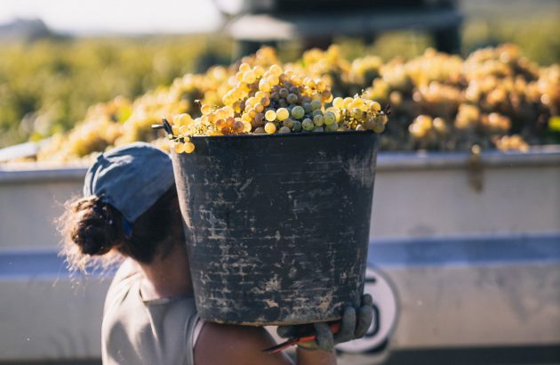 Cava de Guarda Superior: a category on the rise
