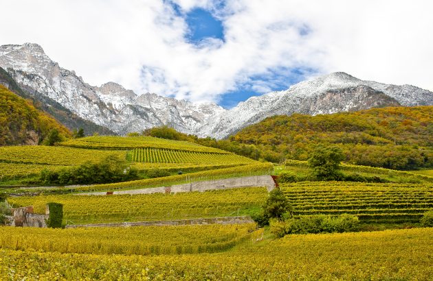 Behind the label: Alto Adige and the question of language