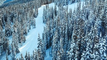 Deep freeze: which brands thawed an icy fine wine market this year?