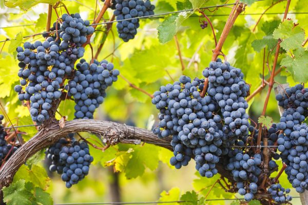 Final call: The Global Cabernet Franc Masters 2026